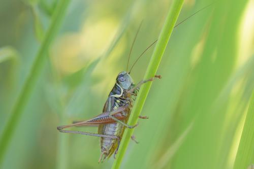 Roeseliana roeselii