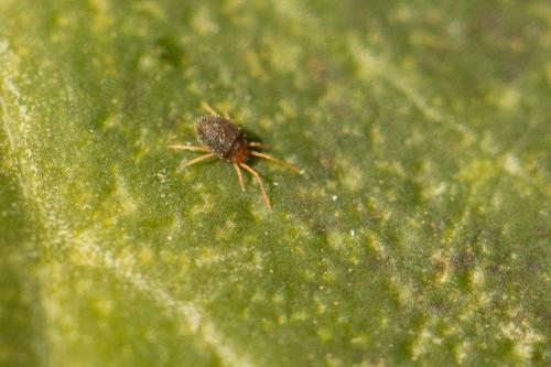 Réf. 223 737 : Bryobia praetiosa