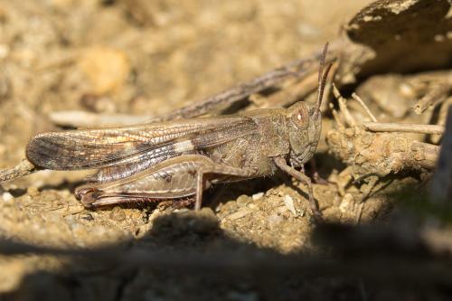 Réf. 223 382 : Aiolopus strepens