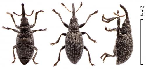 Réf. 223 623 : Catapion seniculus