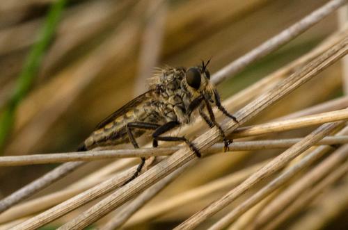 Asilinae