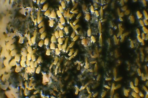 Otiorhynchus pupillatus