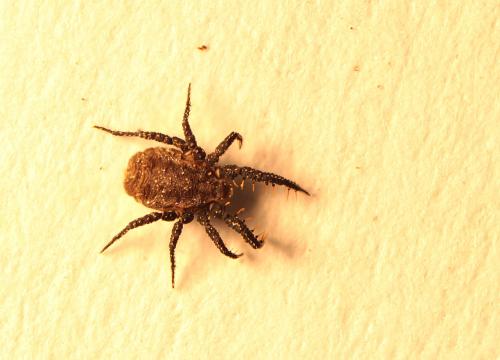 Caeculus echinipes
