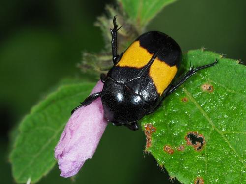 Dyspilophora abbreviata