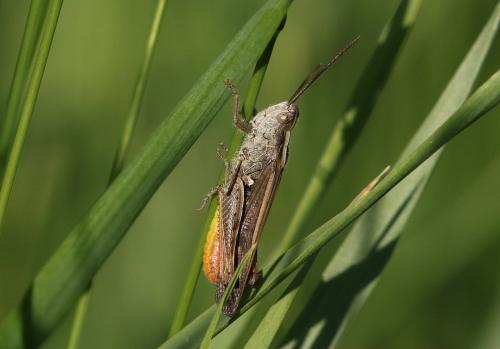 Chorthippus sp.