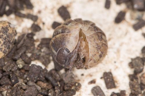 Armadillidium vulgare