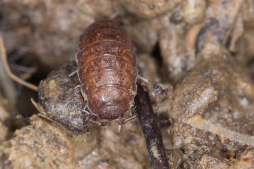 Réf. 223 612 : Trichoniscus sp.