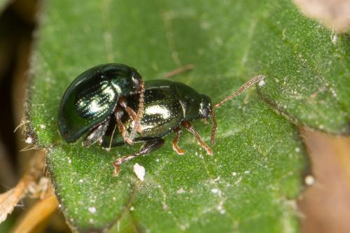 Réf. 223 137 : Apteropeda orbiculata