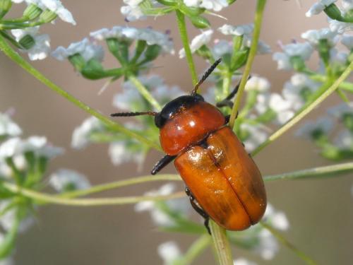 Réf. 223 651 : Coptocephala hellenica