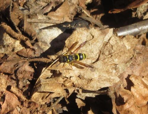 Ancistrocerus sp.