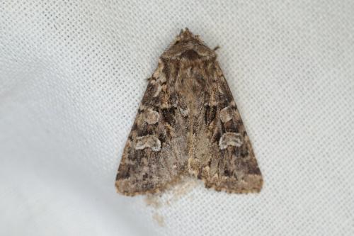 Réf. 223 634 : Pachetra sagittigera