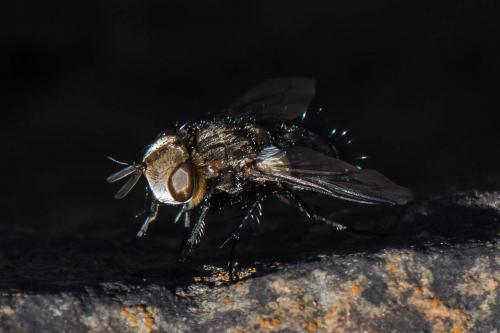 Réf. 223 959 : Gonia picea
