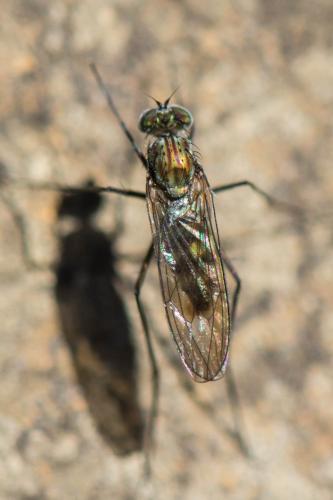 Liancalus virens