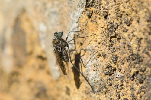 Liancalus virens