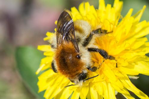 Bombus sp.