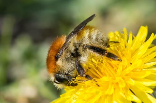 Bombus sp.