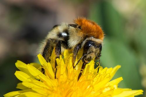 Bombus sp.
