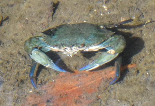 Réf. 223 183 : Callinectes sapidus