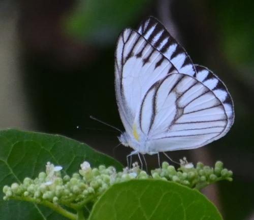 Réf. 223 044 : Appias olferna