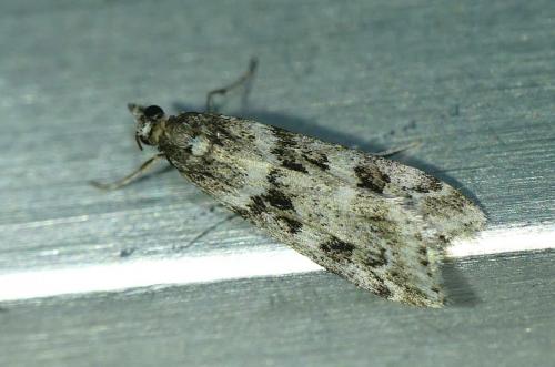 Réf. 223 304 : Eudonia angustea