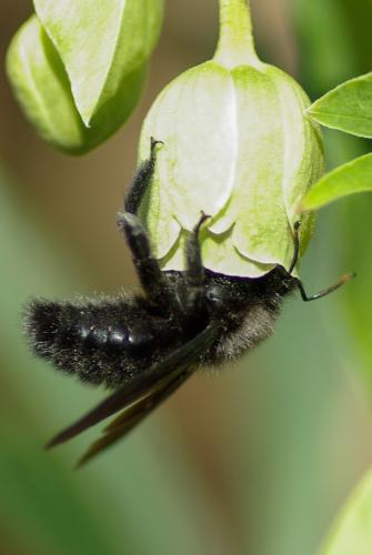 Réf. 223 174 : Xylocopa violacea