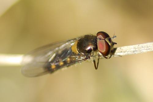 Meliscaeva auricollis