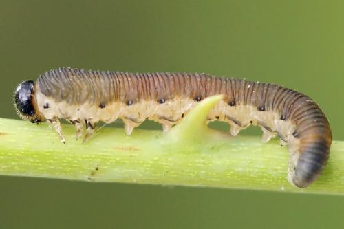 Corynis obscura