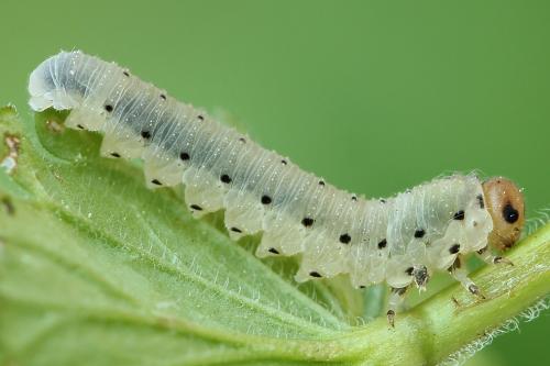 Réf. 223 742 : Sciapteryx costalis