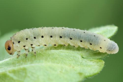 Réf. 223 743 : Sciapteryx costalis