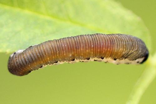 Réf. 223 504 : Corynis obscura