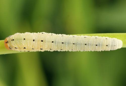 Réf. 223 746 : Sciapteryx costalis
