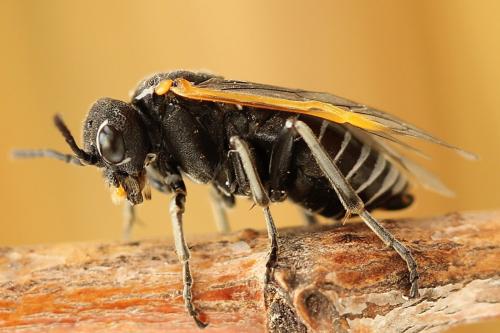 Sciapteryx costalis