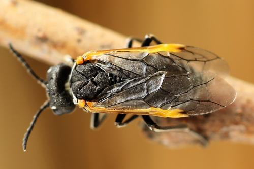 Réf. 223 749 : Sciapteryx costalis