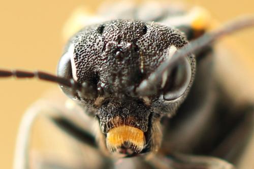 Sciapteryx costalis