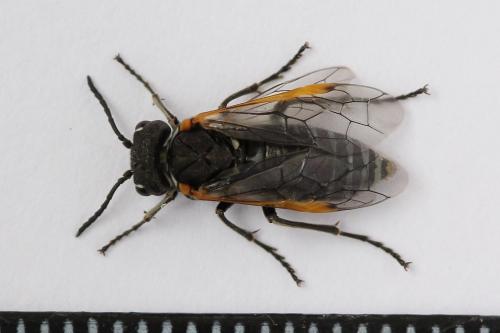 Sciapteryx costalis