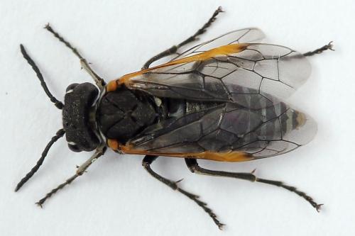 Sciapteryx costalis