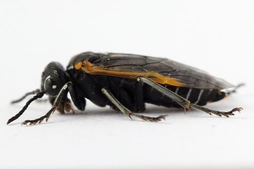 Sciapteryx costalis