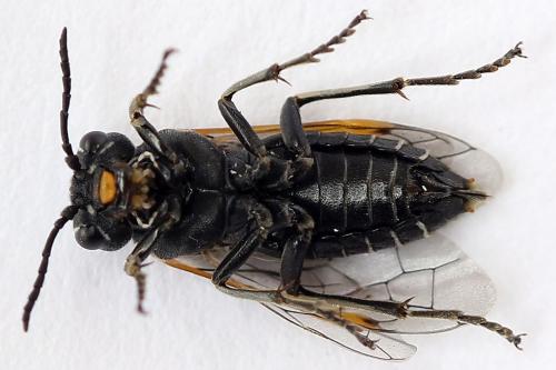 Sciapteryx costalis