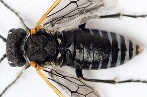 Sciapteryx costalis