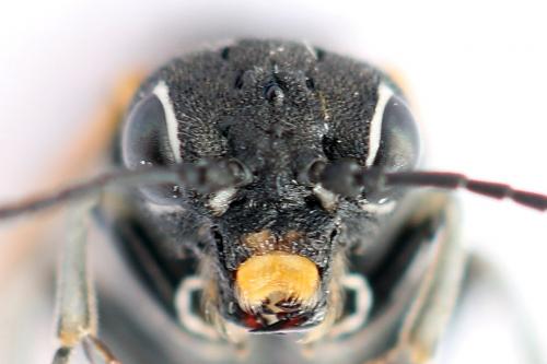 Sciapteryx costalis