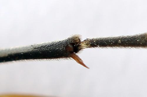 Sciapteryx costalis
