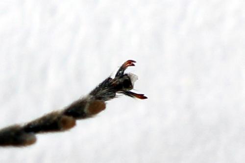 Sciapteryx costalis