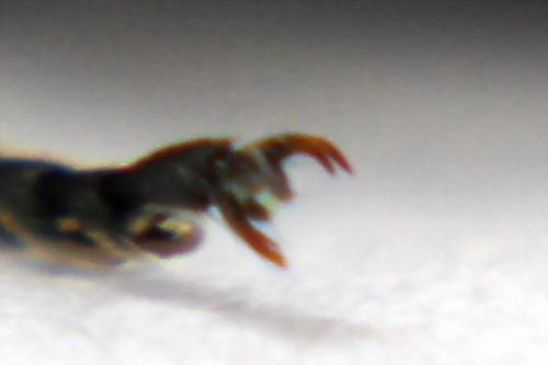 Sciapteryx costalis