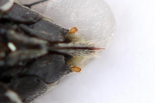 Sciapteryx costalis