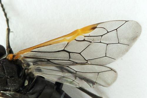 Réf. 223 761 : Sciapteryx costalis