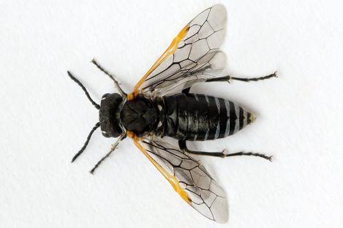 Sciapteryx costalis