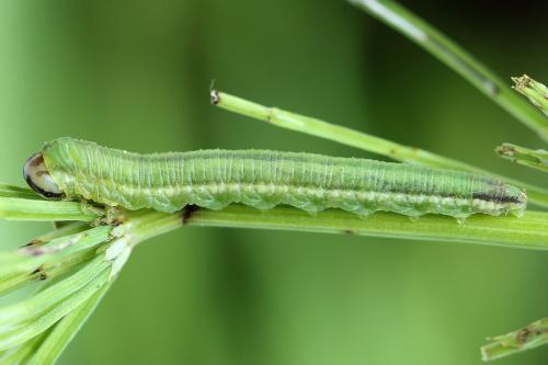 Dolerus germanicus