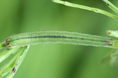Dolerus germanicus