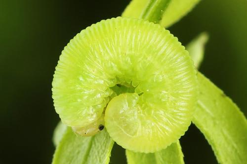 Réf. 223 407 : Aglaostigma fulvipes