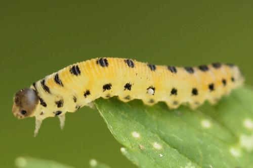 Réf. 223 506 : Corynis obscura